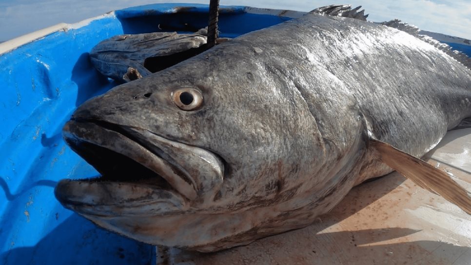 Este pez del Golfo de California está en peligro de extinción y es de un apreciado sabor