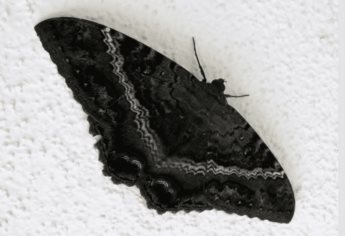 Mariposas negras y su relación con la muerte; así es la creencia de estos ejemplares