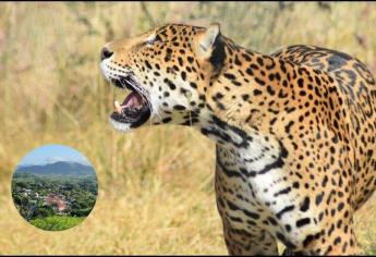 El Museo del Jaguar de San Ignacio, único en su tipo que vela por la conservación de la especie