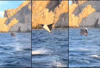 Así vuelan mantarrayas en el arco de Los Cabos, BCS | VIDEO