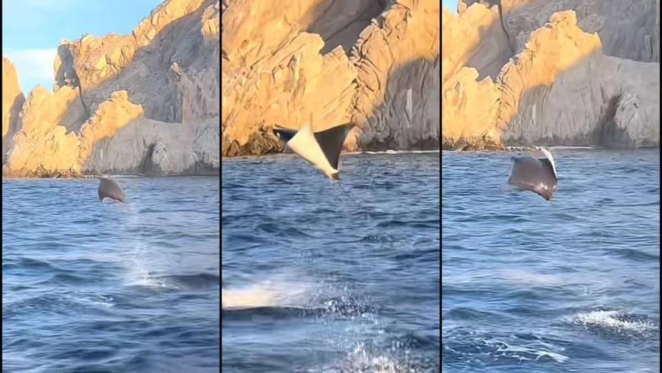 Así vuelan mantarrayas en el arco de Los Cabos, BCS | VIDEO