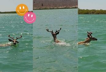 Captan venado nadando en playas de Sonora ante el intenso calor
