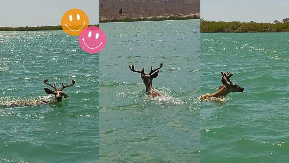 Captan venado nadando en playas de Sonora ante el intenso calor