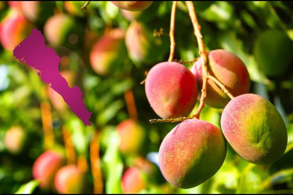 Mangos de Sinaloa: ¿En dónde están los mejores, en el sur o el norte?