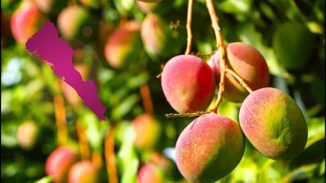 Mangos de Sinaloa: ¿En dónde están los mejores, en el sur o el norte?