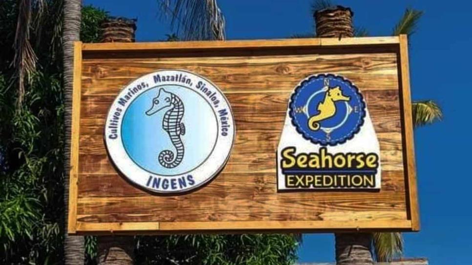 Seahorse Expedition, así es la granja de caballitos de mar en la Isla de La Piedra