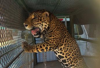 ¿Qué nombre le ponemos al jaguar? Sedena hará encuesta para nombrar al felino asegurado en Mocorito