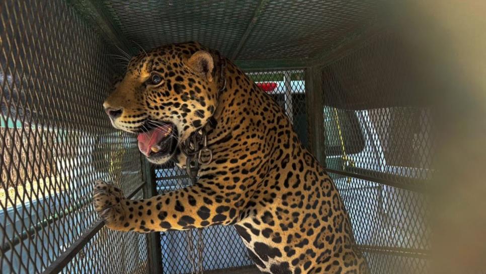 ¿Qué nombre le ponemos al jaguar? Sedena hará encuesta para nombrar al felino asegurado en Mocorito