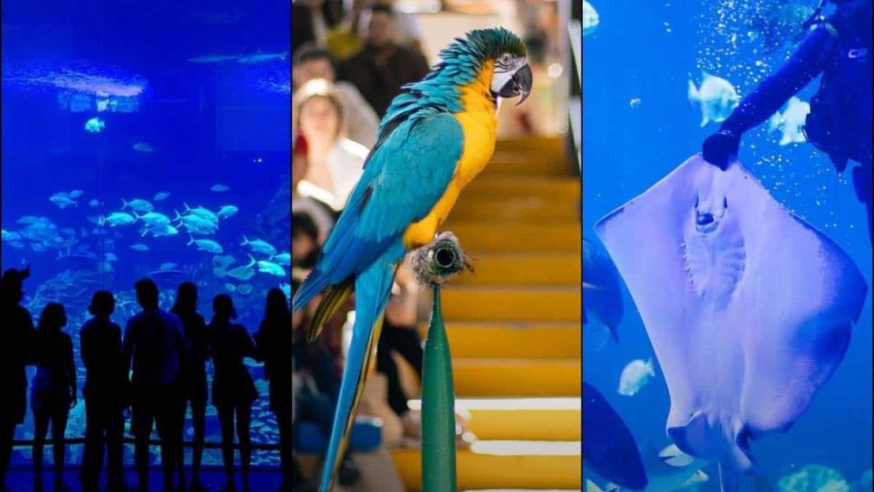 Gran Acuario Mazatlán: Este es el horario de los shows y actividades de verano 2024