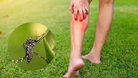 Esto puedes hacer para evitar ser víctima de los mosquitos
