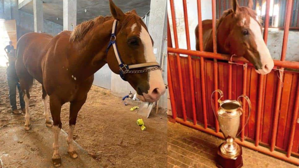 ¿Por qué era tan famoso «El Payaso», querido caballo de carreras en Culiacán?