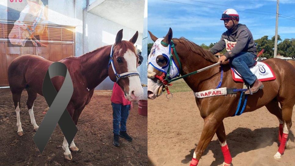 Fallece «El Payaso», icónico caballo de carreras en Culiacán