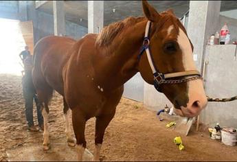 ¿De qué murió «El Payaso»? El caballo de carreras más famoso de Culiacán y de todo México