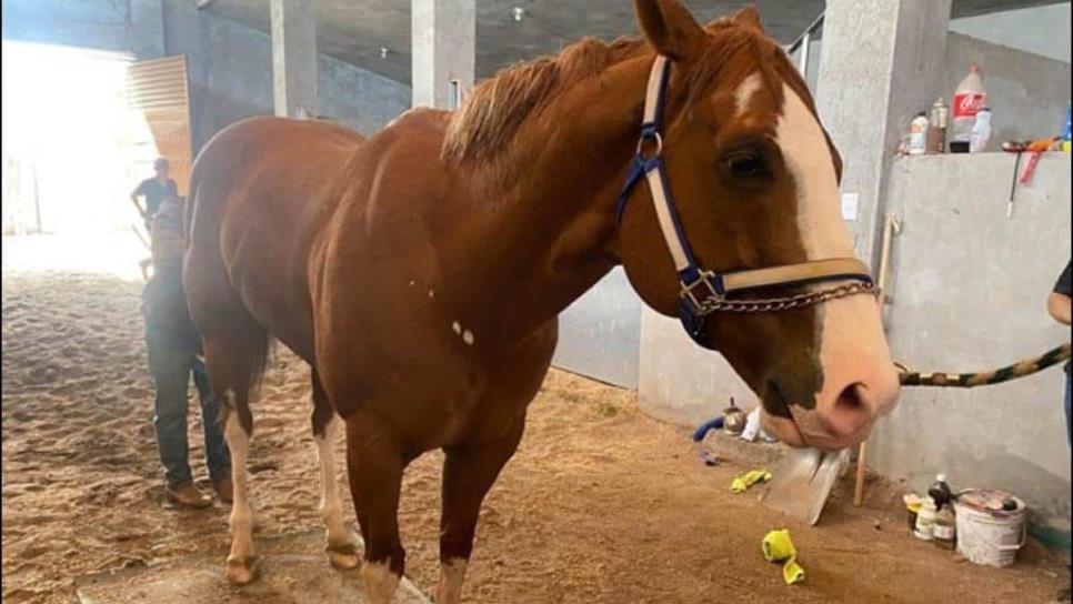 ¿De qué murió «El Payaso»? El caballo de carreras más famoso de Culiacán y de todo México