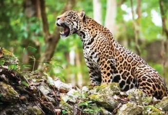 El jaguar y otros felinos que hay en Sinaloa que probablemente no sabías