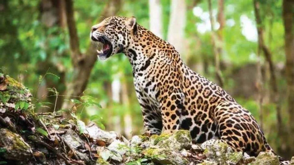 El jaguar y otros felinos que hay en Sinaloa que probablemente no sabías