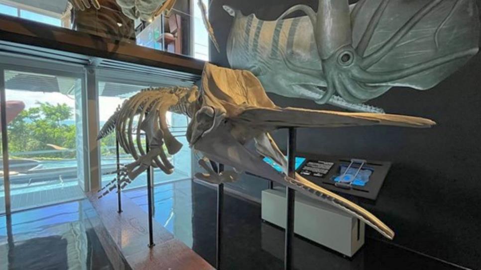 ¿Cuánto cuesta visitar el Museo Nacional de la Ballena en Mazatlán?