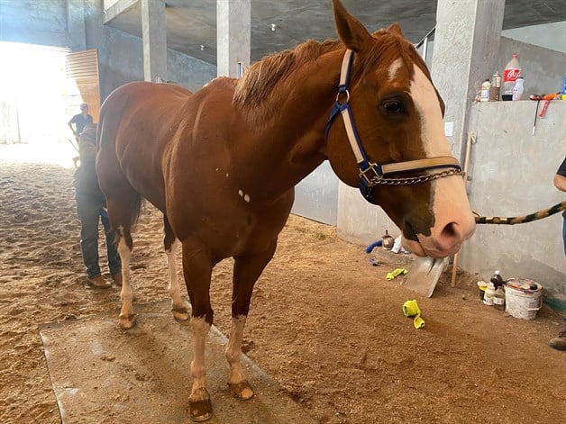 Fallece «El Payaso», icónico caballo de carreras en Culiacán | Luz Noticias