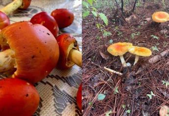 Estos hongos de la sierra de Sinaloa son comestibles, deliciosos y no lo sabías