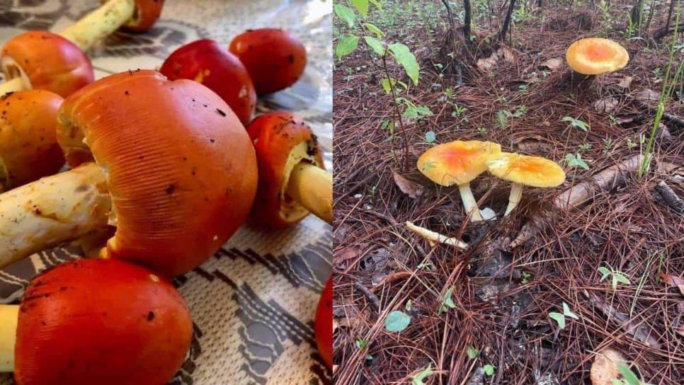 Estos hongos de la sierra de Sinaloa son comestibles, deliciosos y no lo sabías