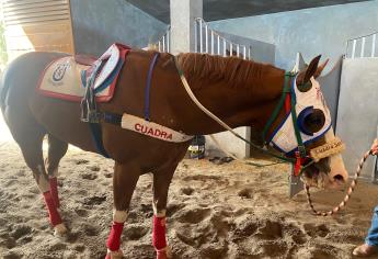 «El Payaso» estuvo a punto de ser sacrificado en Estados Unidos por tener esta enfermedad