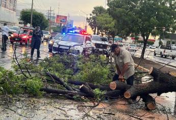 Árboles, espectaculares y postes caídos, el saldo de la fuerte lluvia en Culiacán 