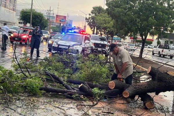 Árboles, espectaculares y postes caídos, el saldo de la fuerte lluvia en Culiacán 