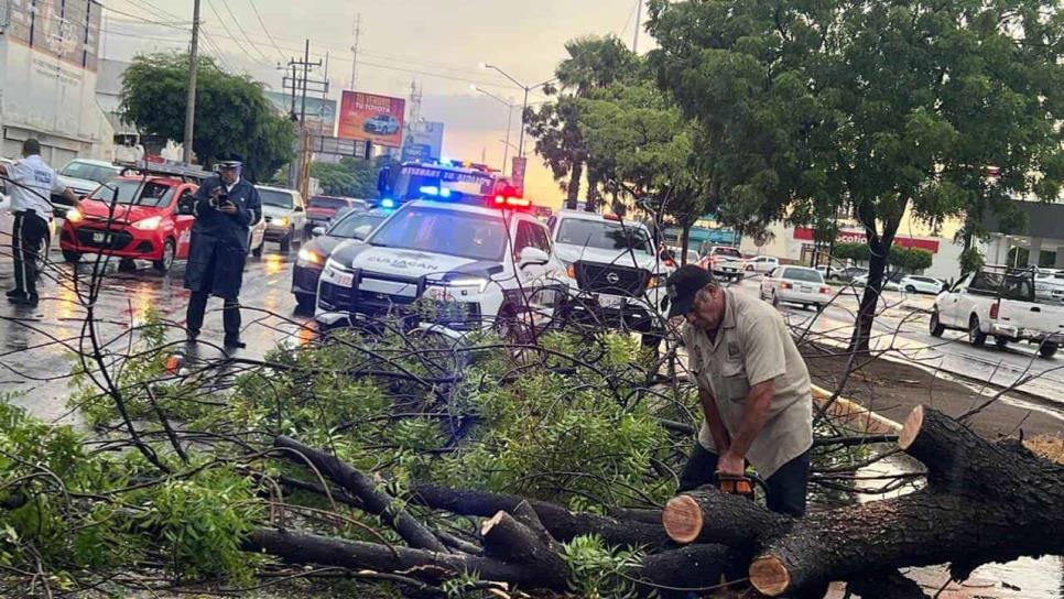 Árboles, espectaculares y postes caídos, el saldo de la fuerte lluvia en Culiacán 