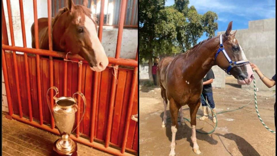 Caballo «El Payaso» ¿de dónde era este famoso alazán y de qué cuadra?