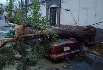 Árboles aplastan dos vehículos en el sector Chapultepec de Culiacán