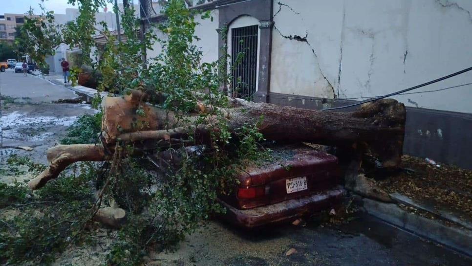 Árboles aplastan dos vehículos en el sector Chapultepec de Culiacán