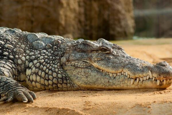 Captan enorme cocodrilo en la playa previo a una tormenta | VIDEO