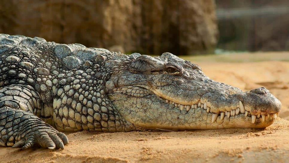 Captan enorme cocodrilo en la playa previo a una tormenta | VIDEO