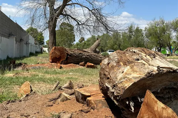 Denuncian ecocidio en la alameda de la Mochis – Topolobampo, exigen intervención inmediata