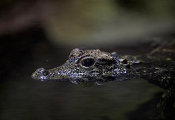 Reportan presencia de cocodrilo en Río Baluarte, en los márgenes de la comunidad de Chametla | VIDEO