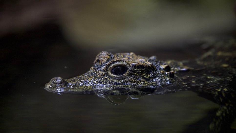 Reportan presencia de cocodrilo en Río Baluarte, en los márgenes de la comunidad de Chametla | VIDEO