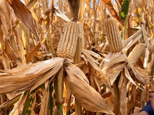 Imagen Placeholder Imagen Placeholder