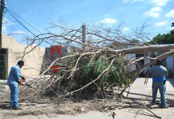 Fuertes vientos dejan 11 árboles caídos en Los Mochis