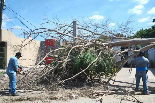 Fuertes vientos dejan 11 árboles caídos en Los Mochis