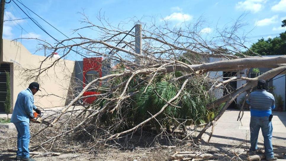 Fuertes vientos dejan 11 árboles caídos en Los Mochis