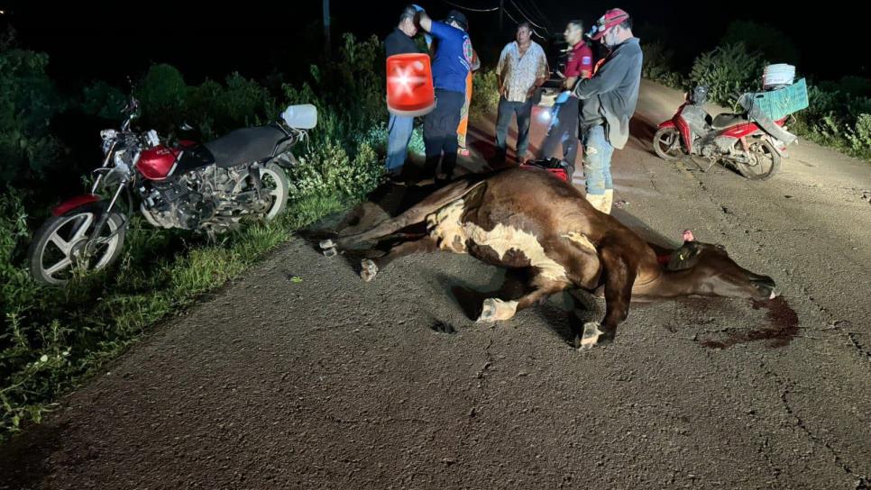 Motociclista choca contra vaca y resulta lesionado en la carretera que conduce a Siqueros, Mazatlán