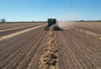 A pesar de los problemas del campo, la agricultura crece en un 31 % en el primer trimestre del año en Sinaloa