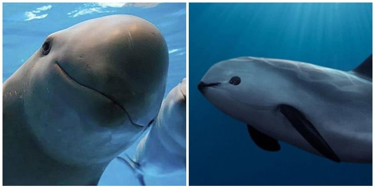 FOTO: Vaquitas marinas.