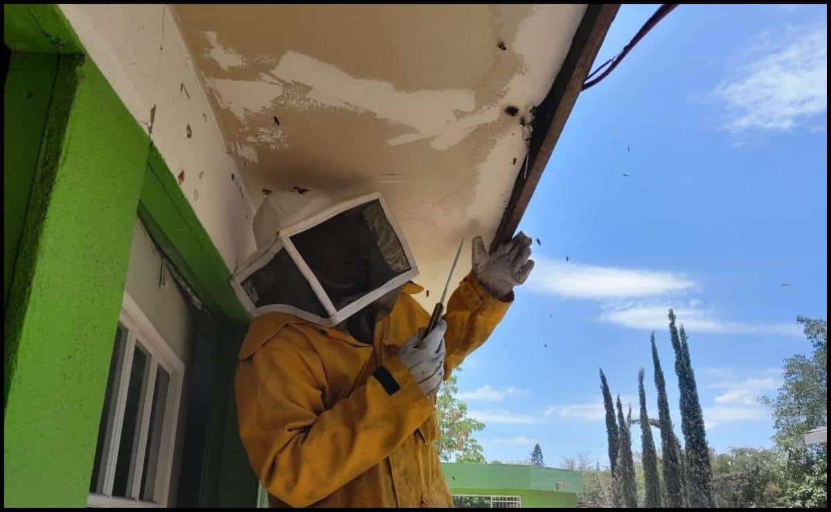 ¿Sabes qué hacer si te ataca un enjambre de abejas?