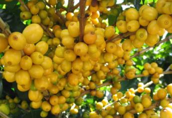 Esta fruta que se comen en Sinaloa está llena de colágeno y con más vitaminas C que la naranja