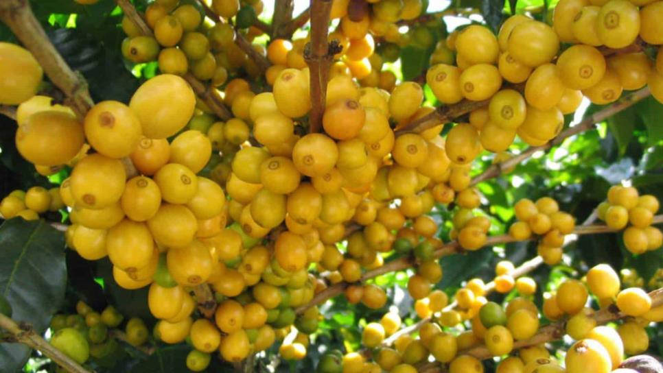 Esta fruta que se comen en Sinaloa está llena de colágeno y con más vitaminas C que la naranja