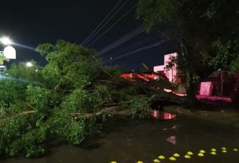 Tormenta eléctrica en Los Mochis deja encharcamientos y un árbol caído