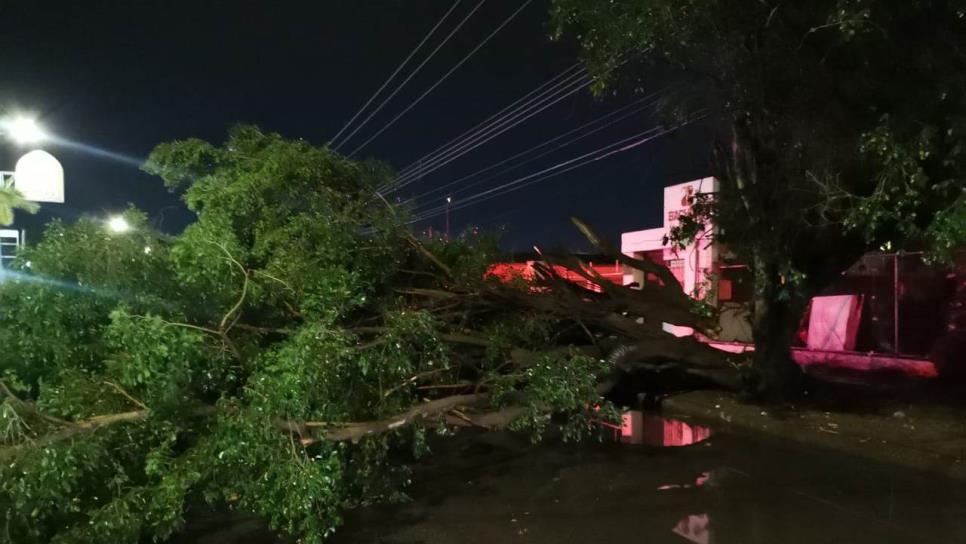 Tormenta eléctrica en Los Mochis deja encharcamientos y un árbol caído