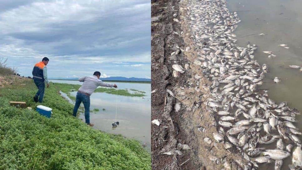 Mueren cientos de peces en la presa Miguel Hidalgo, ¿Por qué?