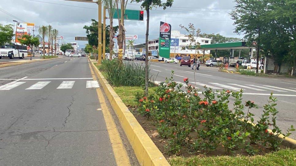 En Mazatlán invierten millón y medio de pesos en comprar plantas y árboles para embellecer las avenidas 